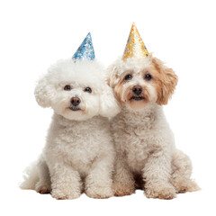 Fluffy Bichon Frise and Poodle dogs wearing colorful party hats, celebrating joyfully together. Their playful expressions and matching accessories create festive atmosphere