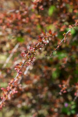 Close up of a tree branch with vibrant red flowers and green leaves