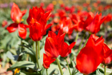 A beautiful bunch of vibrant red tulips are thriving in a field