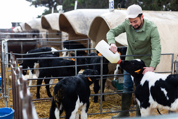 Farmer man feeding calves on dairy outdoor farm