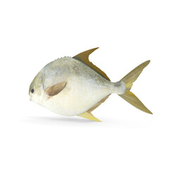 Pomfret Fish Side View Isolated on Transparent Background © Realistic PNG