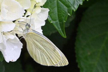 Farfalla bianca e gialla appoggiata su fiori bianchi, foto macro insetti, ali farfalla, macro...