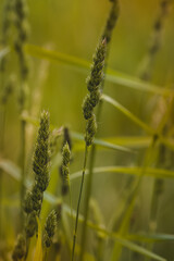 Field plants on a sunny May day. Blurred background, close-up of the plant.