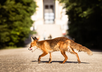 red fox in the city