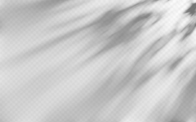 Abstract shadow overlay from tree on a transparent background.