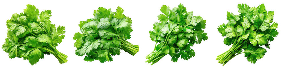 Fototapeta premium Fresh bunch of organic cilantro leaves with vibrant green foliage, PNG die cut isolated on transparent background