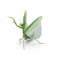 Praying Mantis isolated on transparent background