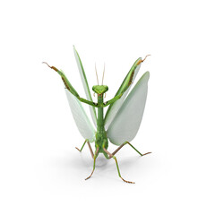 Praying Mantis isolated on transparent background