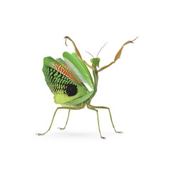 Praying Mantis isolated on transparent background