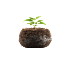New plant growth in a natural soil ball for eco-friendly gardening