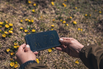Taking photo of yellow flowers on the high altitude grassland