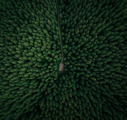 Aerial view of wooden boardwalk in beautiful high altitude forest