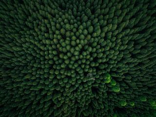 Aerial view of beautiful high altitude forest mountain landscape