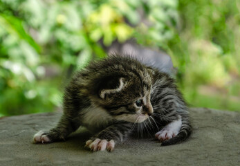 A small newborn tabby kitten is lying on a wooden surface outdoors, with a blurred green garden foliage in the background. The kitten has barely open eyes, showing vulnerability and cuteness.