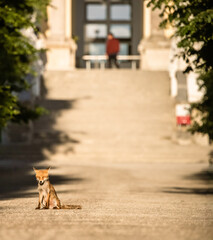 fox cub sighting in the city