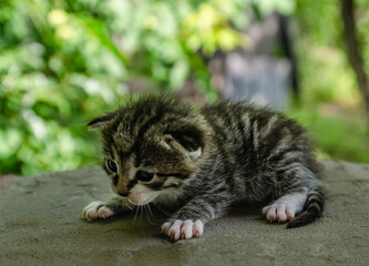 A small newborn tabby kitten is lying on a wooden surface outdoors, with a blurred green garden foliage in the background. The kitten has barely open eyes, showing vulnerability and cuteness.