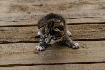 A small newborn tabby kitten is lying on a wooden surface outdoors, with a blurred green garden foliage in the background. The kitten has barely open eyes, showing vulnerability and cuteness.