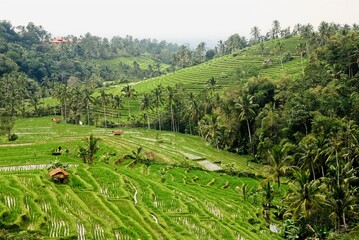 Terraces of green paddy fields in Bali, Indonesia