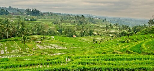 Terraces of green paddy fields in Bali, Indonesia