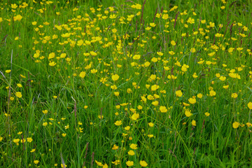 Dense green grass is dotted with bright yellow buttercup flowers, creating a picturesque summer meadow. This landscape conveys the freshness, beauty, and natural energy of a warm sunny day.