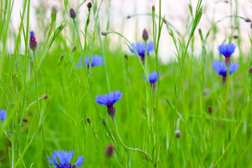 Bright blue cornflowers among tall green grass create a picturesque summer landscape. These...