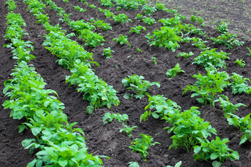 Vibrant rows of young potato sprouts emerge from rich soil, promising a future harvest. Green leaves reaching for the sun reflect the growth and prosperity of agricultural crops.
