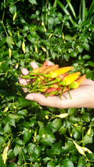 Fresh Chili Peppers in Hand with Green Background, Organic Farming Concept