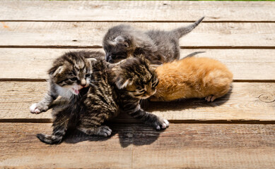 group A small newborn kitten lies on a wooden surface outdoors, against the backdrop of a blurred green garden foliage. The kittens have barely open eyes, showing vulnerability and cuteness.