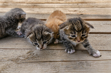 group A small newborn kitten lies on a wooden surface outdoors, against the backdrop of a blurred green garden foliage. The kittens have barely open eyes, showing vulnerability and cuteness.