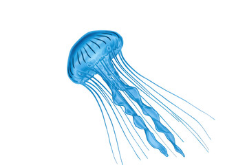 Isolated Translucent Blue Jellyfish Floating Gracefully