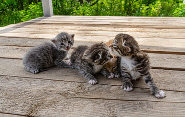 group A small newborn kitten lies on a wooden surface outdoors, against the backdrop of a blurred green garden foliage. The kittens have barely open eyes, showing vulnerability and cuteness.