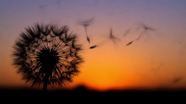 Silhouette of dandelion with seeds blowing in the wind against a vibrant sunset sky landscape view