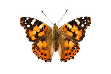 butterfly on white