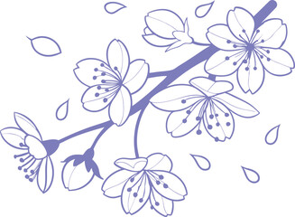 Elegant lavender cherry blossom branch illustration with falling petals on white background. Ideal for prints,  or digital design. Soft floral art with delicate botanical charm.