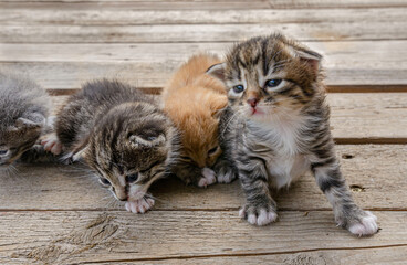 group A small newborn kitten lies on a wooden surface outdoors, against the backdrop of a blurred green garden foliage. The kittens have barely open eyes, showing vulnerability and cuteness.