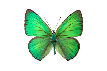 butterfly on white background