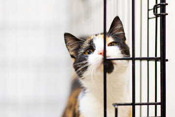 A beautiful calico cat is looking curiously out of its cage