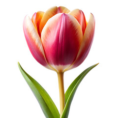 Naklejka premium Tulip flower isolated on white background