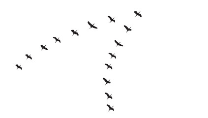 Silhouette of birds flying in a flock in an orderly row in the sky, isolated background, vector illustration.