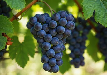 Fototapeta premium Bunch of ripe dark grapes hanging on the vine