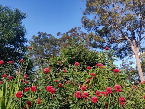 Red waratah flowers flowering on green bushes in the outback