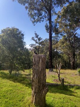 Kookaburra sitting on a tall tree stump in rural NSW, Australia