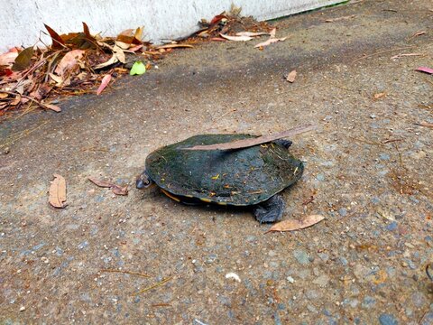 An eastern long-necked turtle on a concrete driveway in Sydney, NSW, Australia