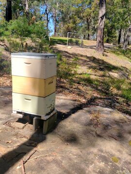 Sunny single amateur beehive in Sydney. The beehive is on rocky ground on a bush property with a gate visible in the background