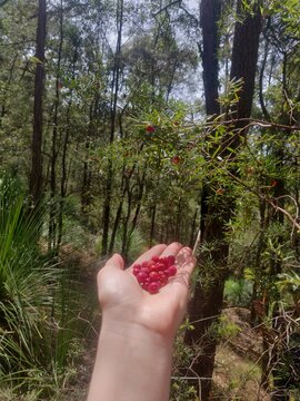 A hand holding native Australian cranberries (Styphelia humifusa) in bushland in Sydney