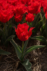 Fototapeta premium red tulips flowers