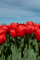 Obraz premium red tulips flowers