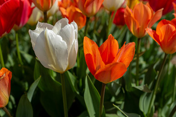 red and yellow tulips