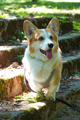 corgi dog sitting in park on stone stairs close up