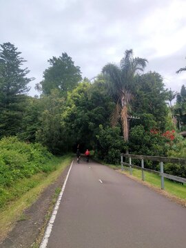 Fernleigh Track, Newcastle, Australia - two bike riders on the bitumen riding through a green tunnel